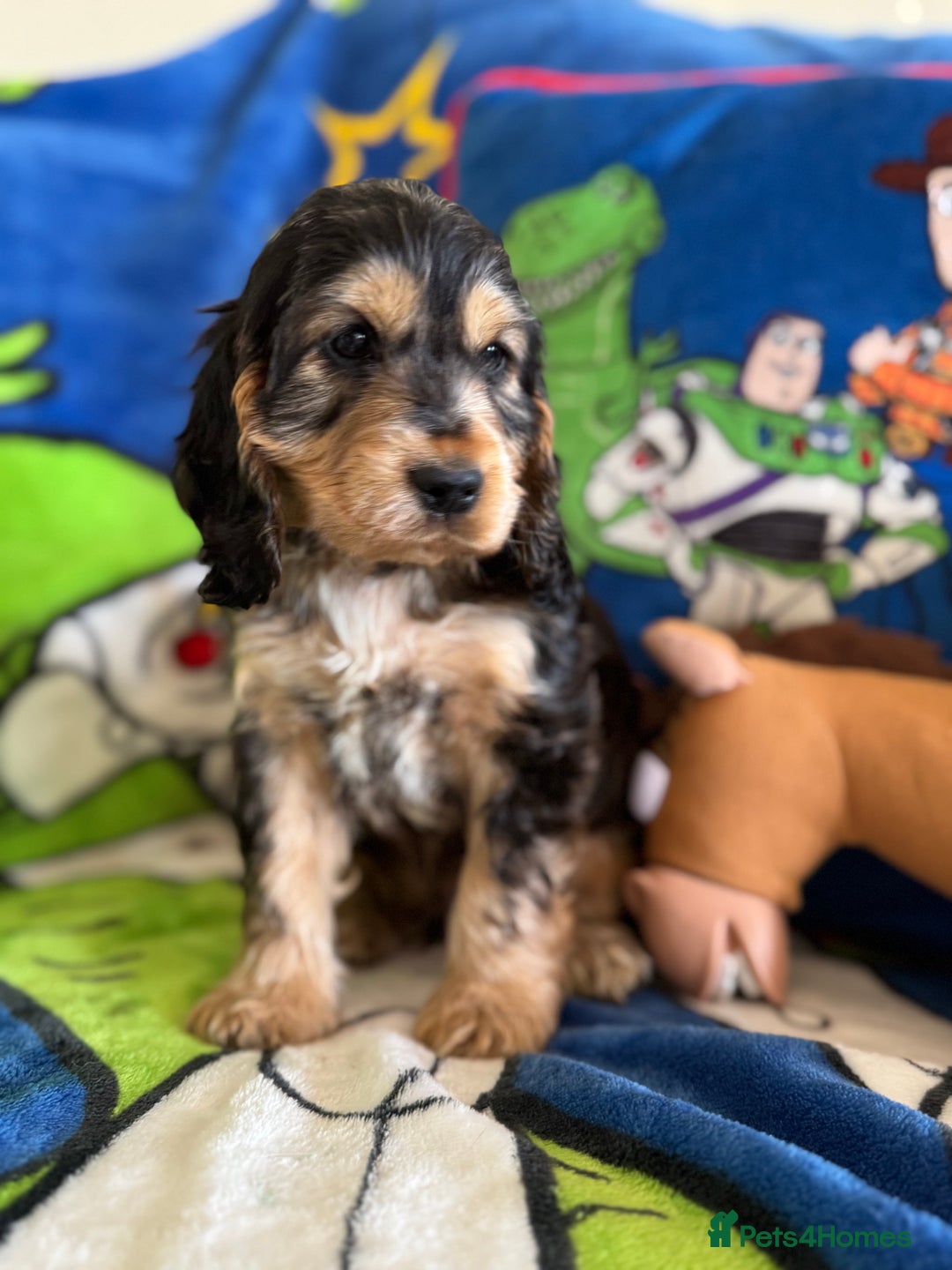 Cocker Spaniel dogs for sale: Last 2 boys fully vaccinated health checked  - Image 6