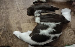 English Springer Spaniel dogs for sale: 🐾Beautiful KC Registered ES Spaniel Puppies🐾 - Image 13