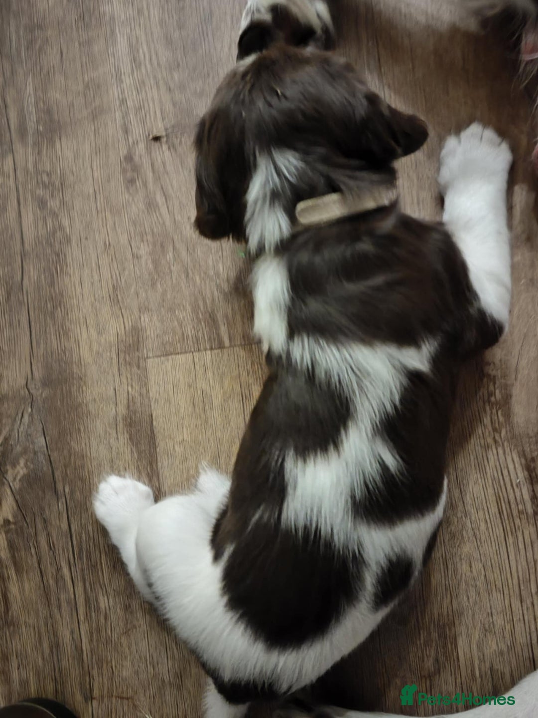 English Springer Spaniel dogs for sale: 🐾Beautiful KC Registered ES Spaniel Puppies🐾 - Image 13
