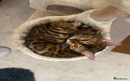 Bengal cats for sale: Beautiful bengal girl - Image 3