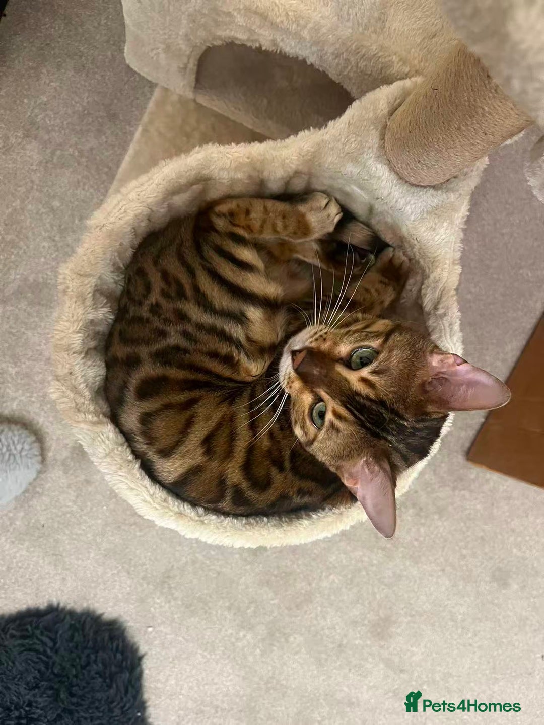 Bengal cats for sale: Beautiful bengal girl - Image 3