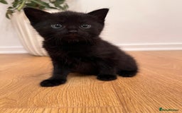 Mixed Breed cats for sale: 7 Beautiful Kittens 2 girls and 5 boys  - Image 5