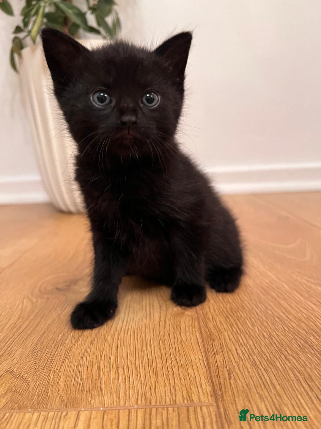 Mixed Breed cats for sale: 7 Beautiful Kittens 2 girls and 5 boys  - Image 5