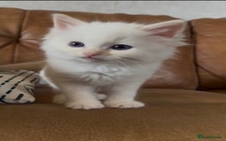 Ragdoll cats for sale: Stunning Ragdoll Kittens Flame/Blue/Seal - Image 3