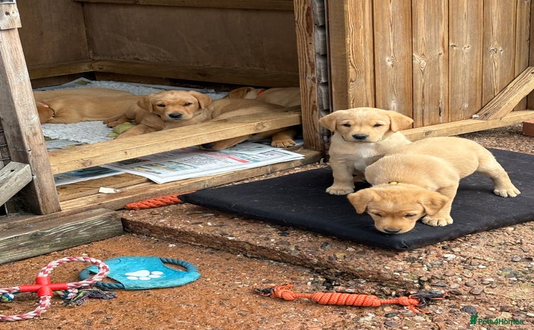 Labrador Retriever dogs - Advert 5