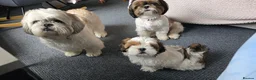 Shih Tzu dogs for sale: Shih Tzu Puppy for Sale - Advert 13