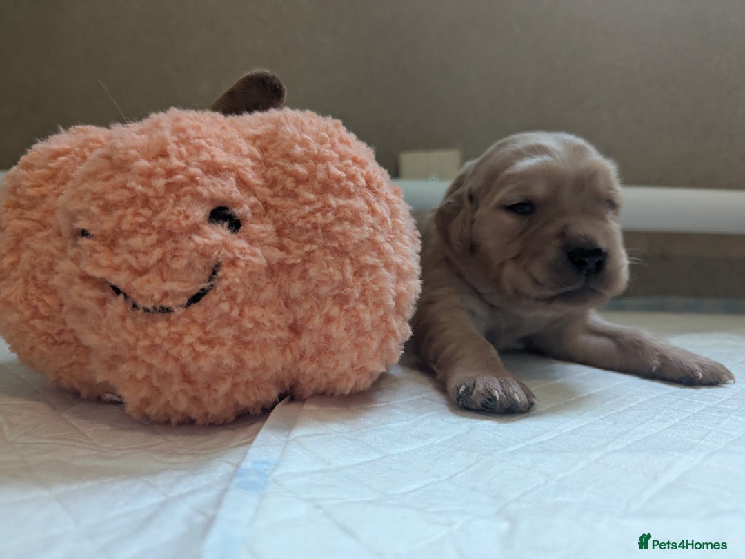 Golden Retriever dogs for sale: KC Registered Golden Retriever Puppies  - Image 24