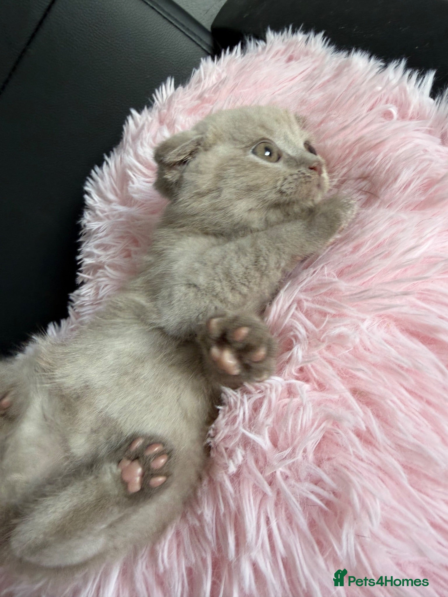 Scottish Fold cats 😻Scottish fold last boy available 🥰🥰🥰 - Advert 2