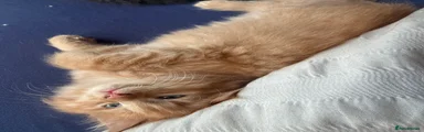 Beans 