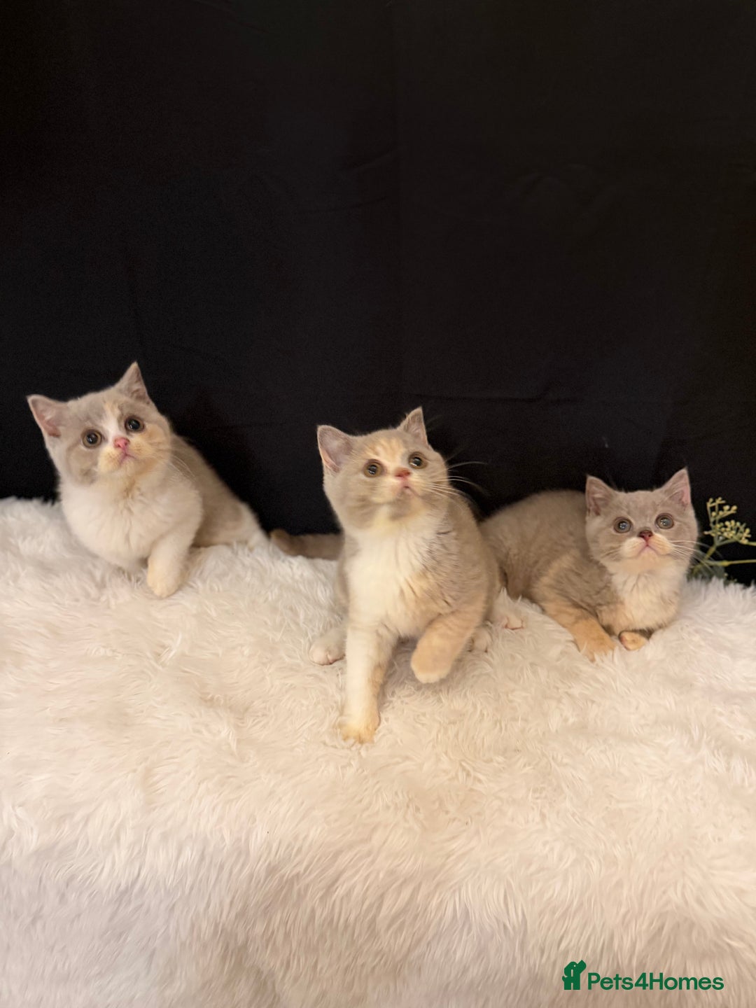 British Shorthair cats for sale: 😽Full Pedigree Registered BSH🌷Trusted Breeder - Advert 7