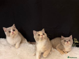 British Shorthair cats 😽Full Pedigree Registered BSH🌷Trusted Breeder - Advert 4