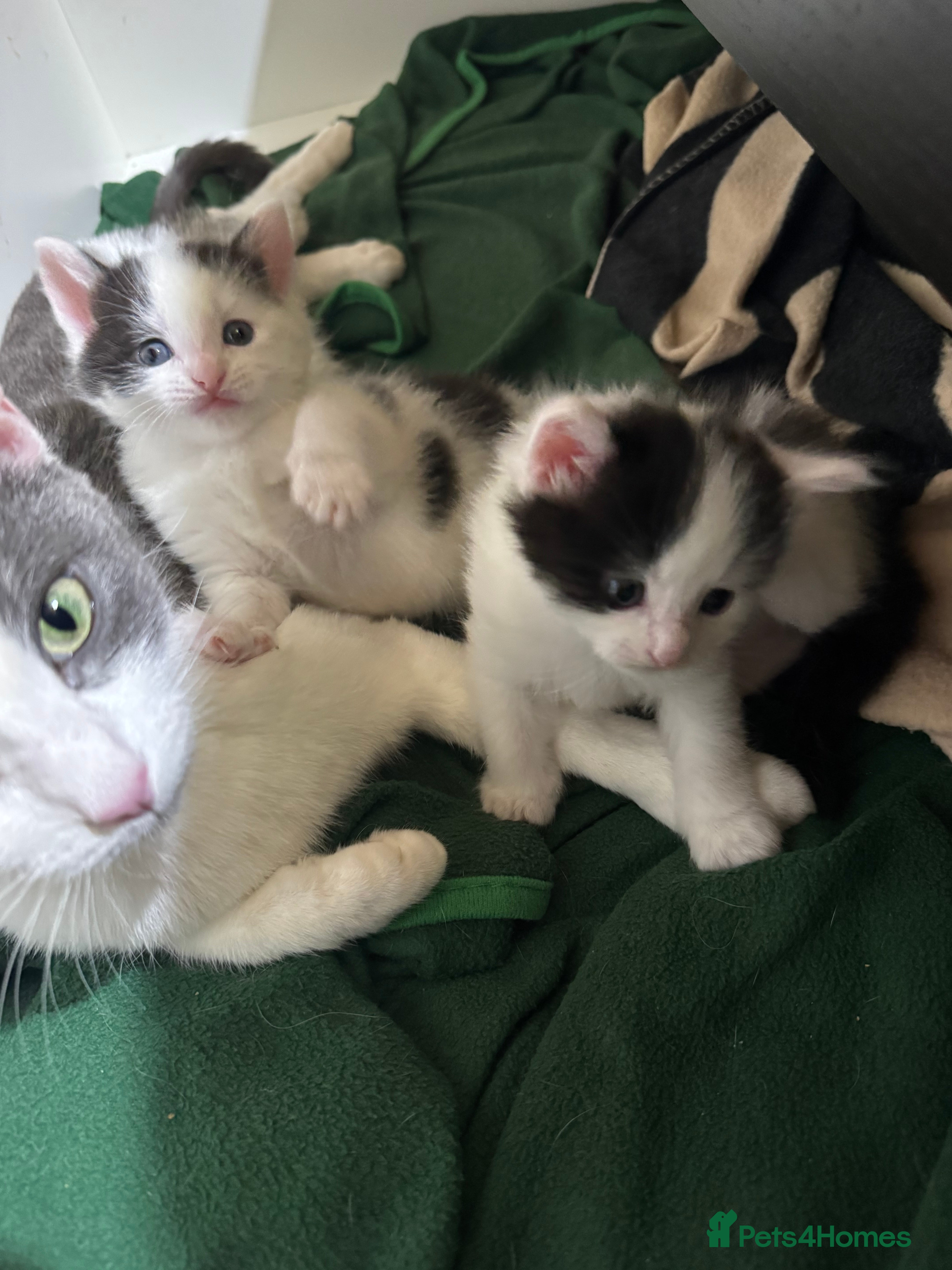 Mixed Breed cats Cute 2 kittens left looking for loving home 18/1 - Advert 17