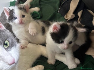 Mixed Breed cats Cute 2 kittens left looking for loving home 18/1 - Advert 17