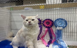 Maine Coon cats for sale: Beautiful pedigree Maine Coon silver Shaded male - Image 5