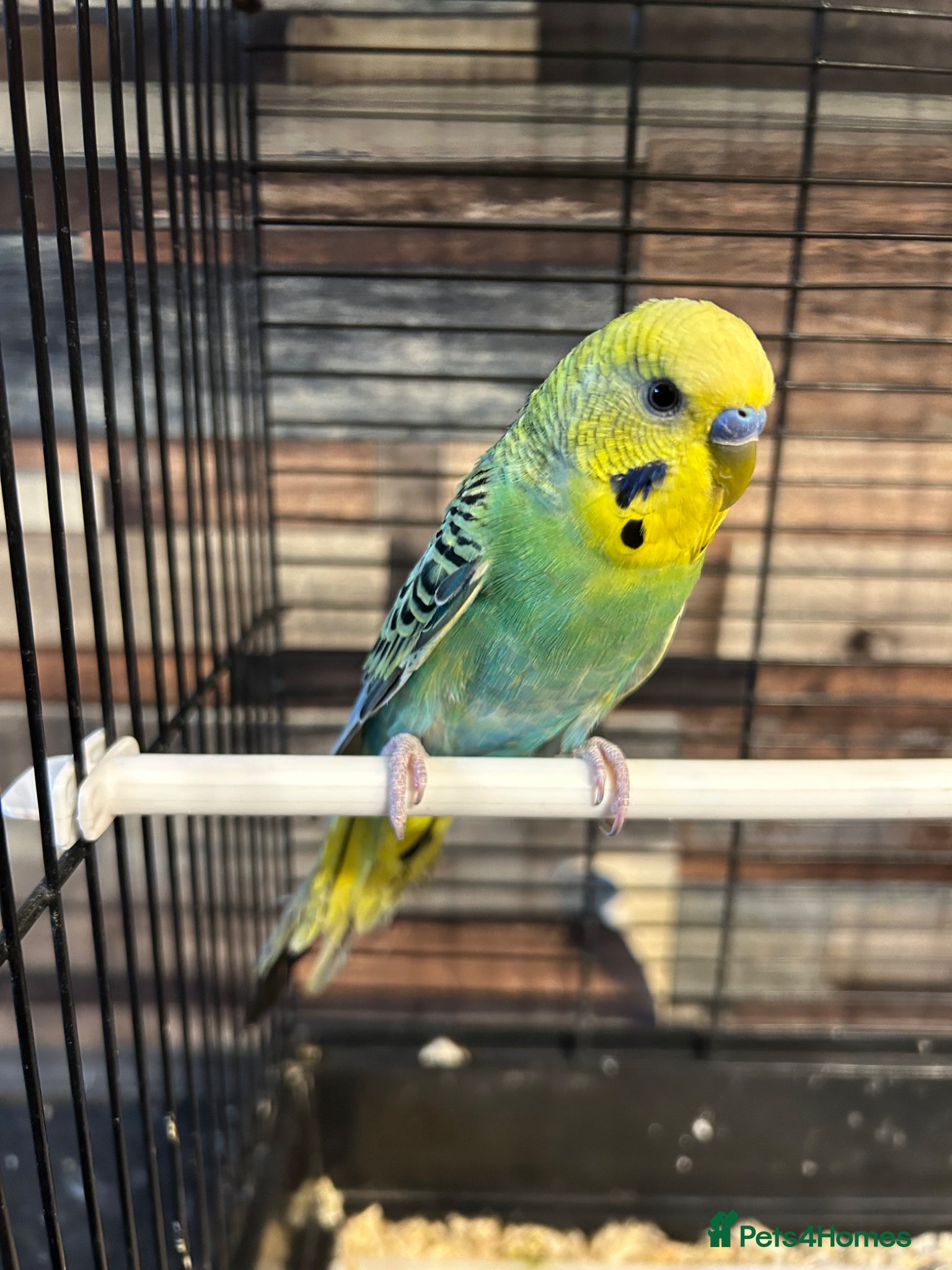 Budgerigars birds Male budgies  - Advert 9