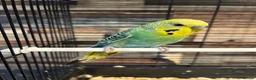 Budgerigars birds for sale: Male budgies  - Advert 4