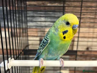 Budgerigars birds Male budgies - Advert 9