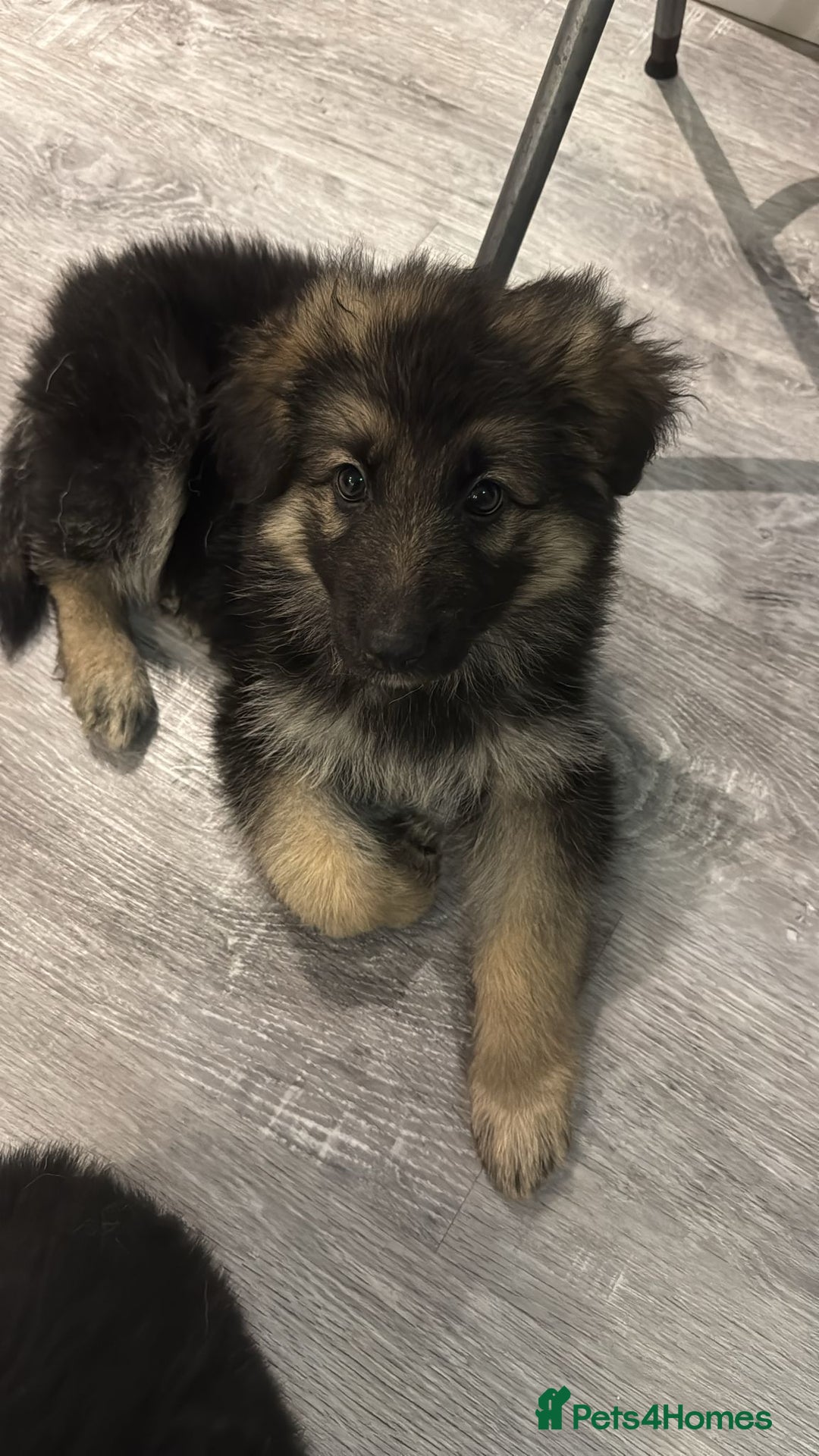 German Shepherd dogs for sale: German Shepherd  - Advert 21