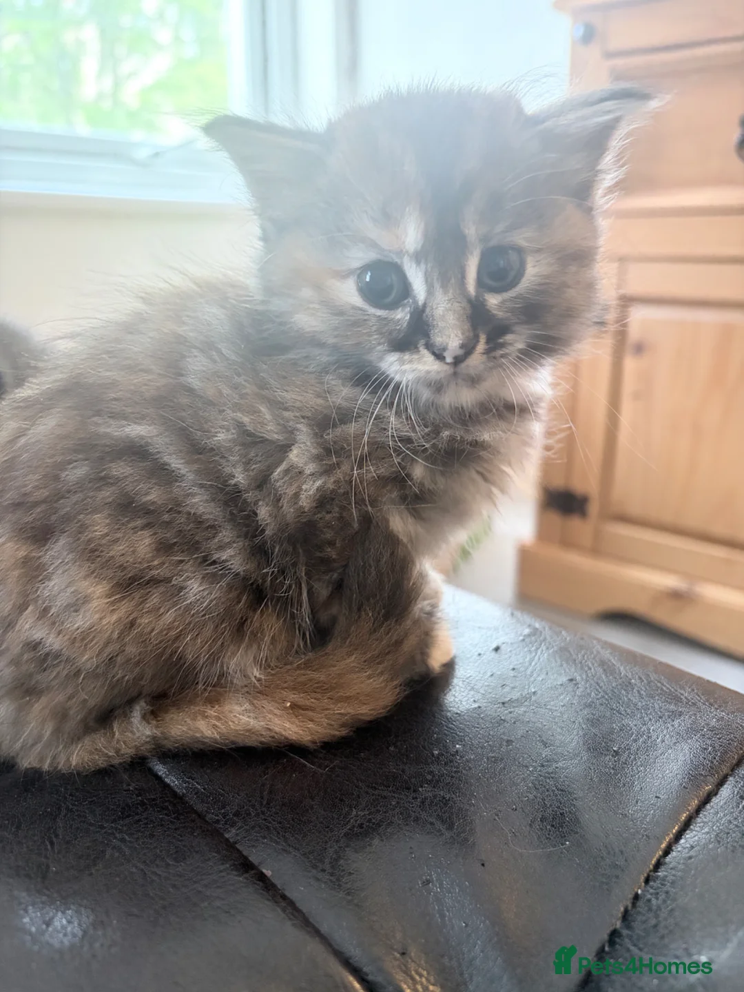 Mixed Breed cats for sale: Kittens for sale  - Advert 4