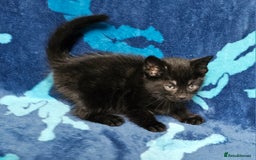 Mixed Breed cats for sale: 2 male kittens ready now - Image 5