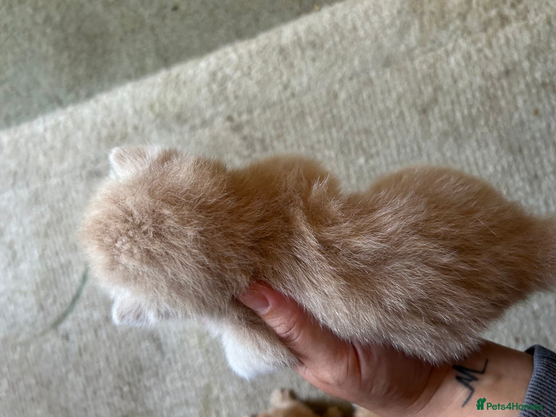 Mixed Breed cats for sale: 5 kittens for sale  - Image 15