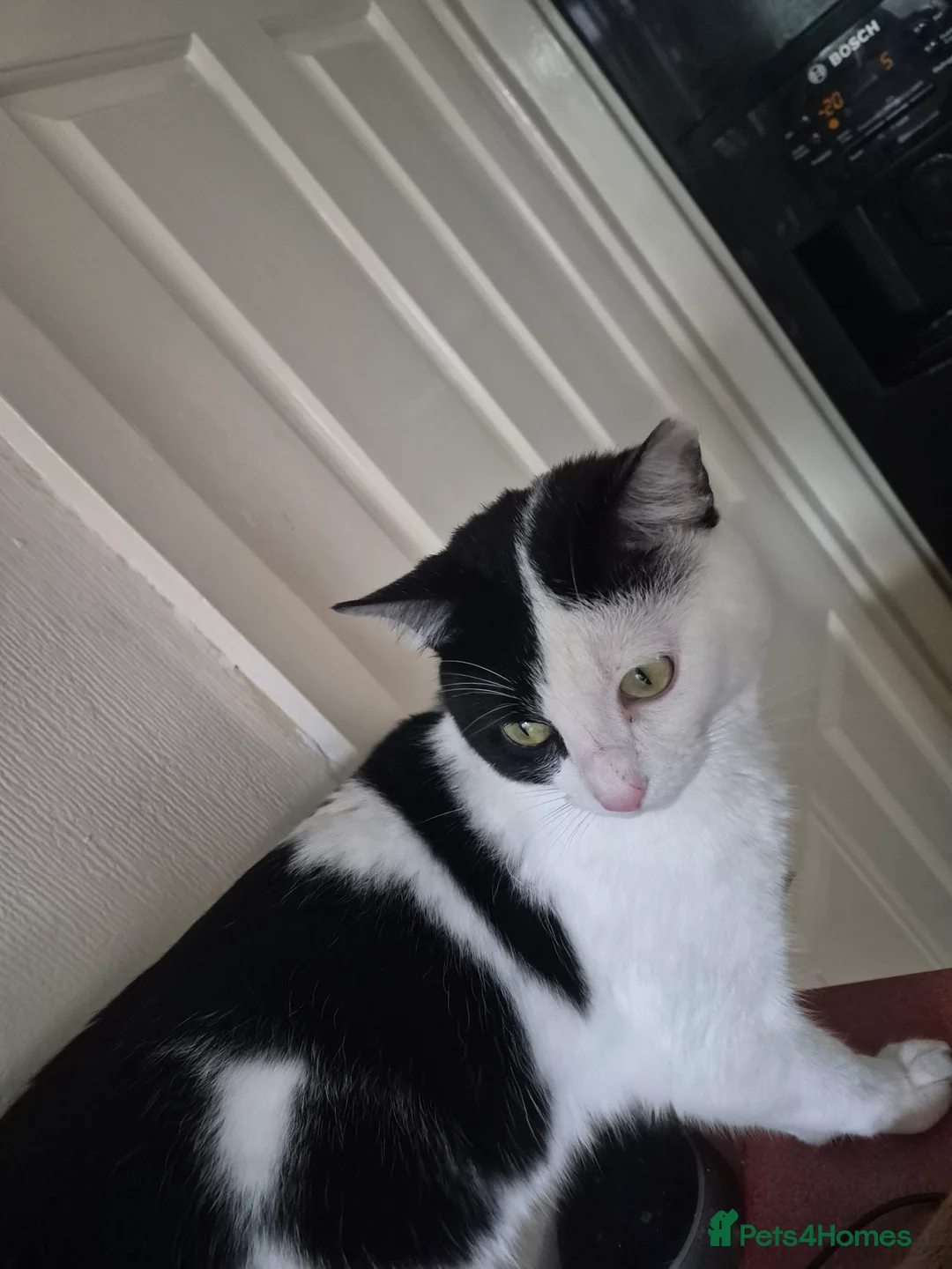 Mixed Breed cats for sale: Beautiful male aprox 1 year old  - Advert 2
