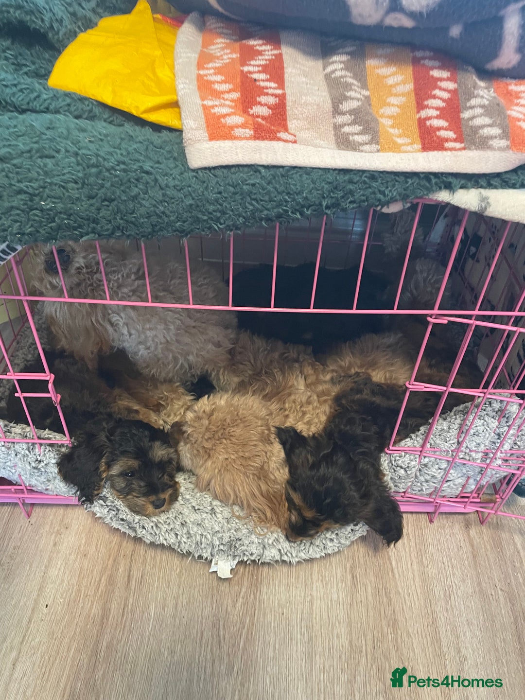 Cockapoo dogs for sale: Cuddly, cute, calm, sable Cockapoo puppies  - Image 4