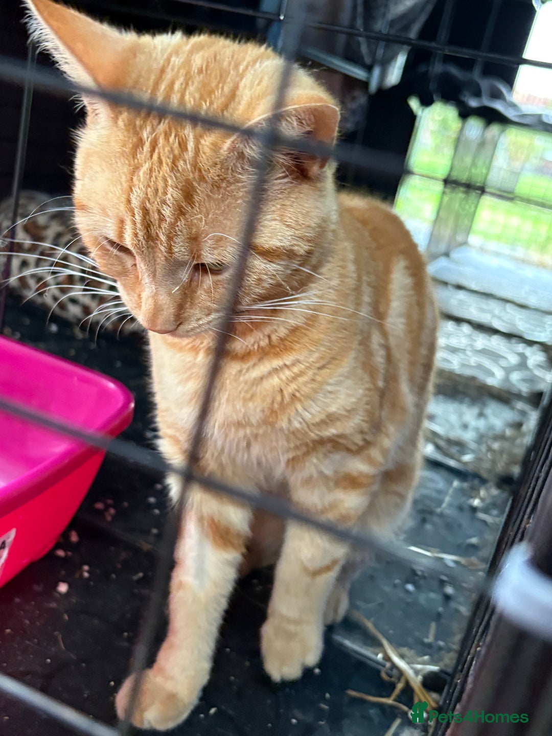 Domestic Shorthair cats for sale: Rimber and simba, our ginger rescues 🧡 - Image 7