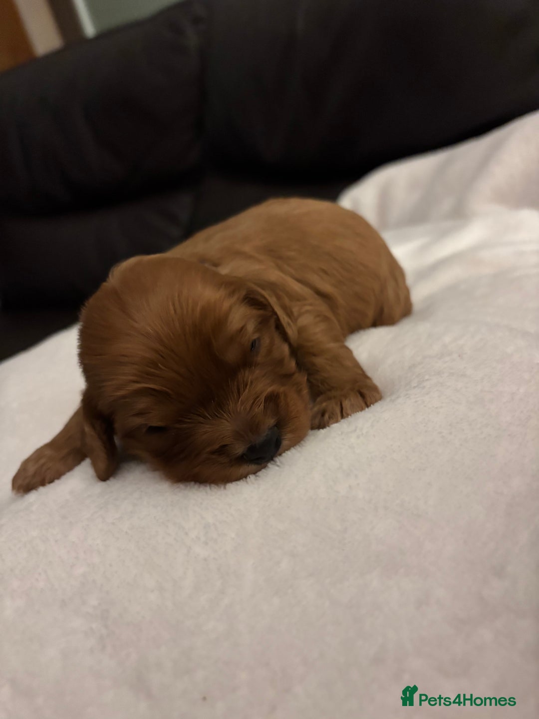 Mixed Breed dogs for sale: Cockapoo/Cavapoo Mix Puppies Available 10 Nov 25 - Image 31