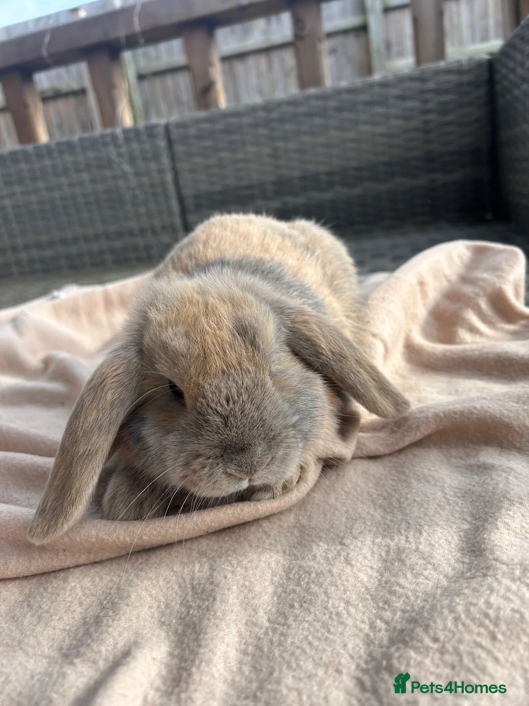 Mini Lop rabbits for sale: Beautifully marked friendly mini lop bunnies - Advert 10