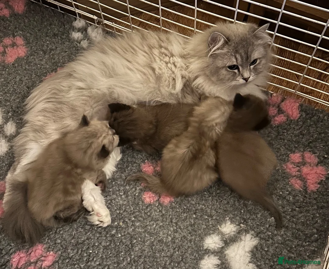 RagaMuffin cats for sale: Purebred RagaMuffin Kittens  - Advert 1