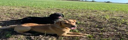 Labrador Retriever dogs for stud: Proven Fox Red / Golden working Labrador for stud in Sleaford - Advert 16
