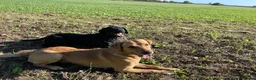 Labrador Retriever dogs for stud: Proven Fox Red / Golden working Labrador for stud in Sleaford - Advert 16