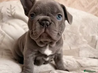 French Bulldog dogs Dwkc registered french bull dog puppies - Advert 12