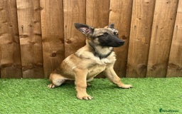 Belgian Shepherd Dog dogs for sale: Belgium Mali Male available  - Image 4