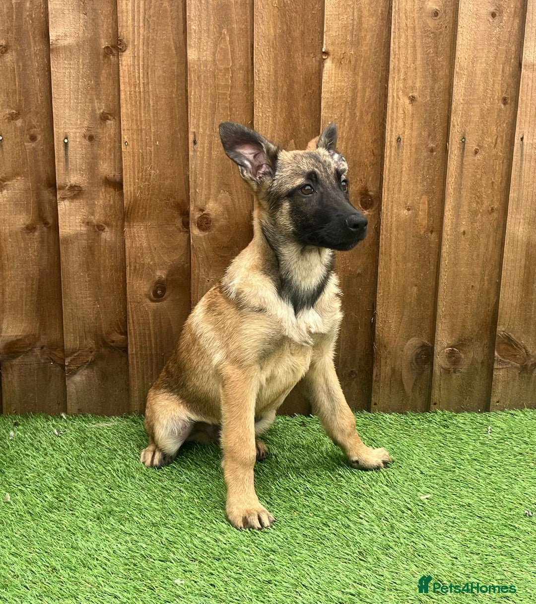 Belgian Shepherd Dog dogs for sale: Belgium Mali Male available  - Image 4
