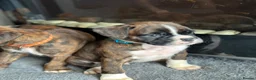 Boxer dogs for sale: Beautiful Kc boxer puppies  - Advert 5
