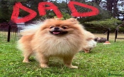 Pomeranian dogs for sale: Luxurious Tiny Pomeranian - 900g/11 weeks old - Image 8