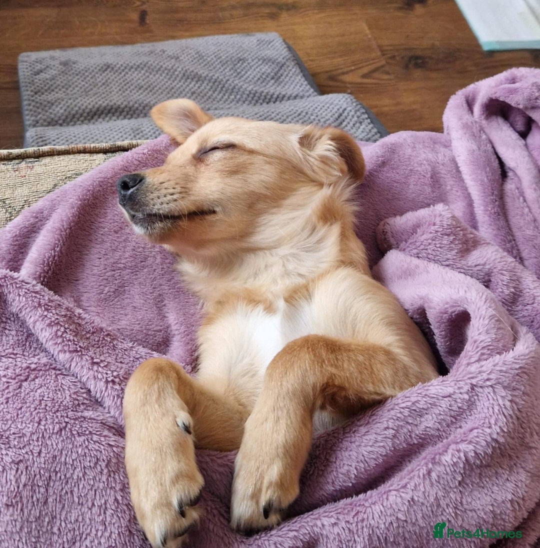 Mixed Breed dogs for adoption: Riele  - Image 5