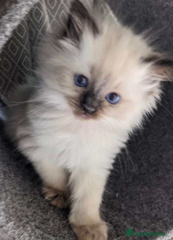 Mixed Breed cats Ragdoll X cute kittens  - Advert 1