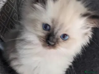 Mixed Breed cats Ragdoll X cute kittens - Advert 1