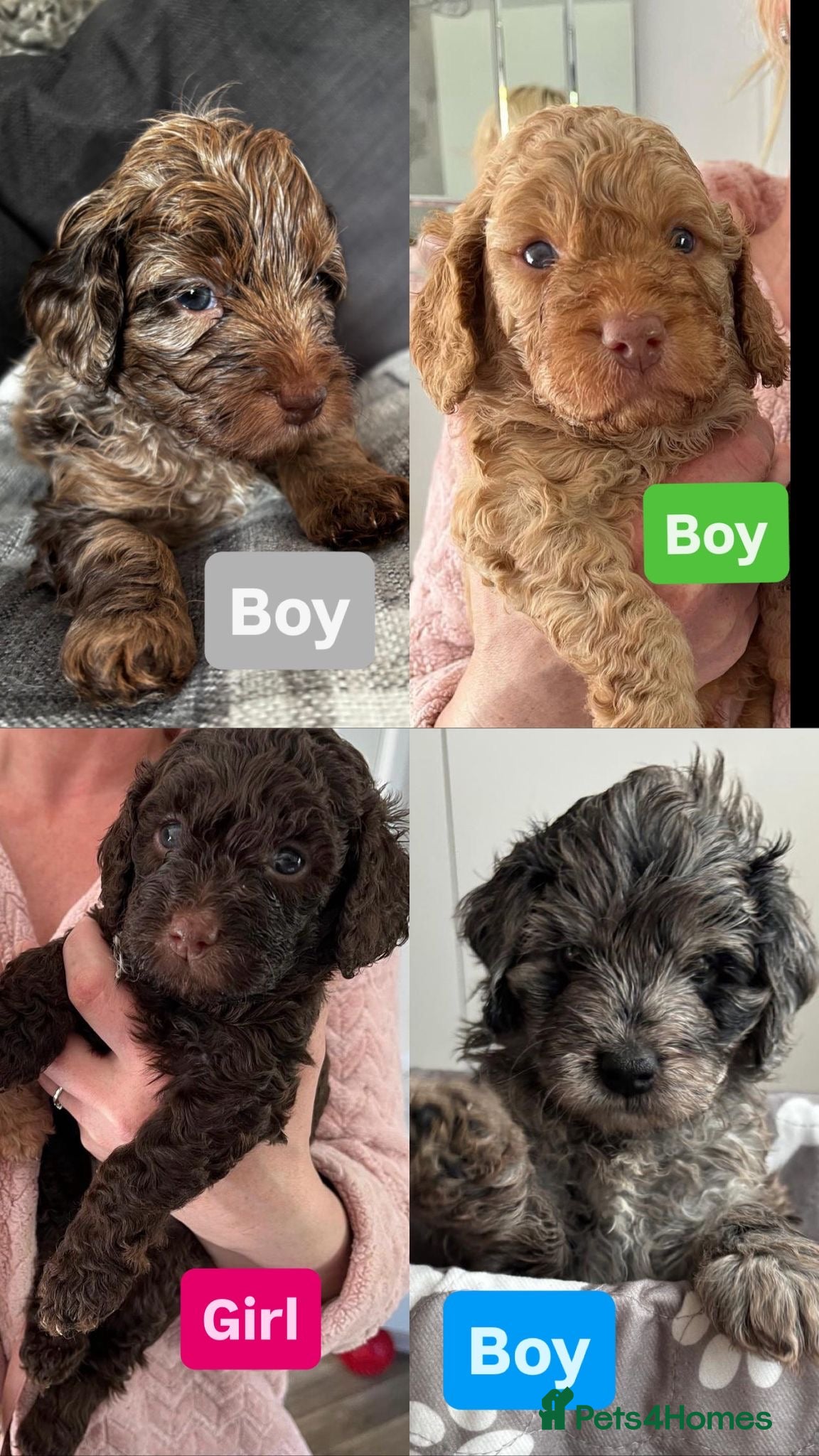 Cockapoo dogs Beautiful merle Cockapoo puppies  - Advert 9