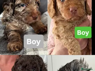 Cockapoo dogs Beautiful merle Cockapoo puppies - Advert 2