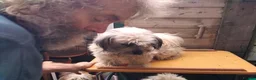 Mixed Breed dogs for sale: Unusual maltispitz seeking loving home - Advert 3