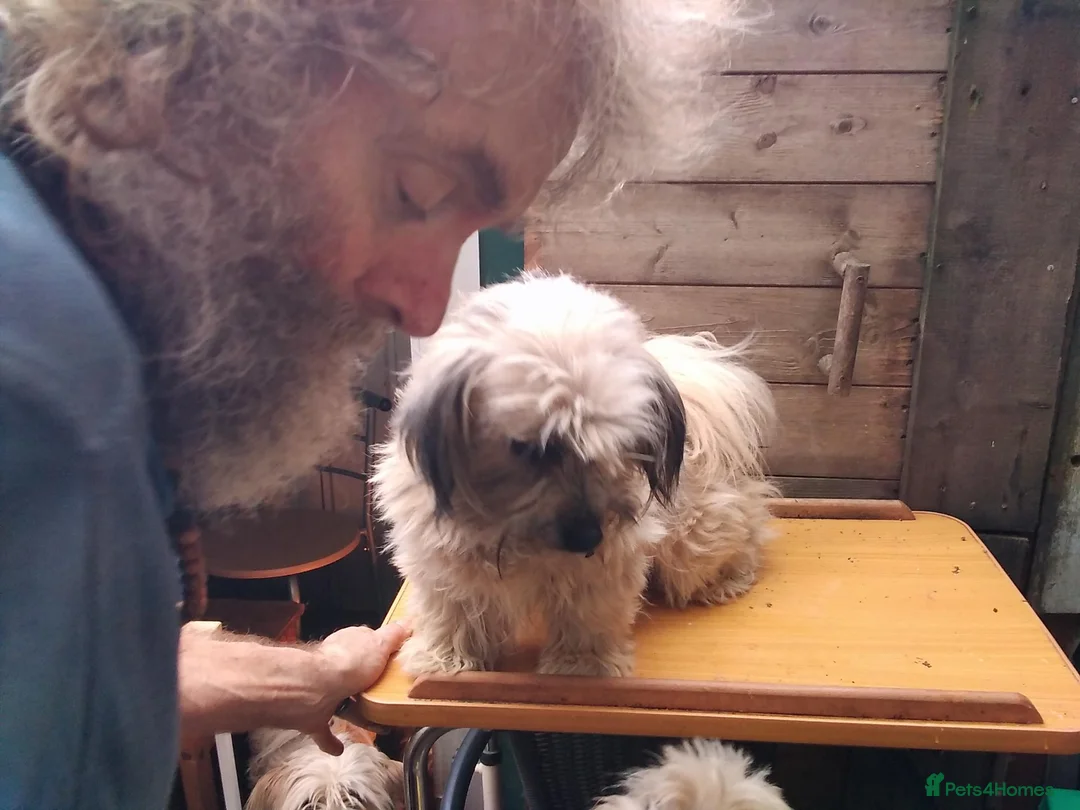 Mixed Breed dogs for sale: Unusual maltispitz seeking loving home - Advert 3