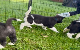 Akita dogs for sale: Quality KC Registered American Akita Puppies - Image 33