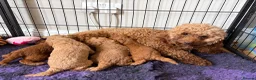 Miniature Poodle dogs for sale: KC DNA Health Tested Red Miniature Poodle Puppies in Glasgow - Advert 4