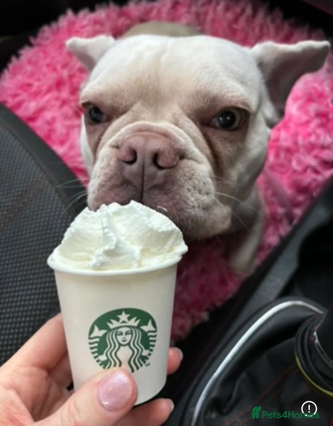 French Bulldog dogs for sale: Beautiful girl looking for her perfect home 🩷 - Advert 2
