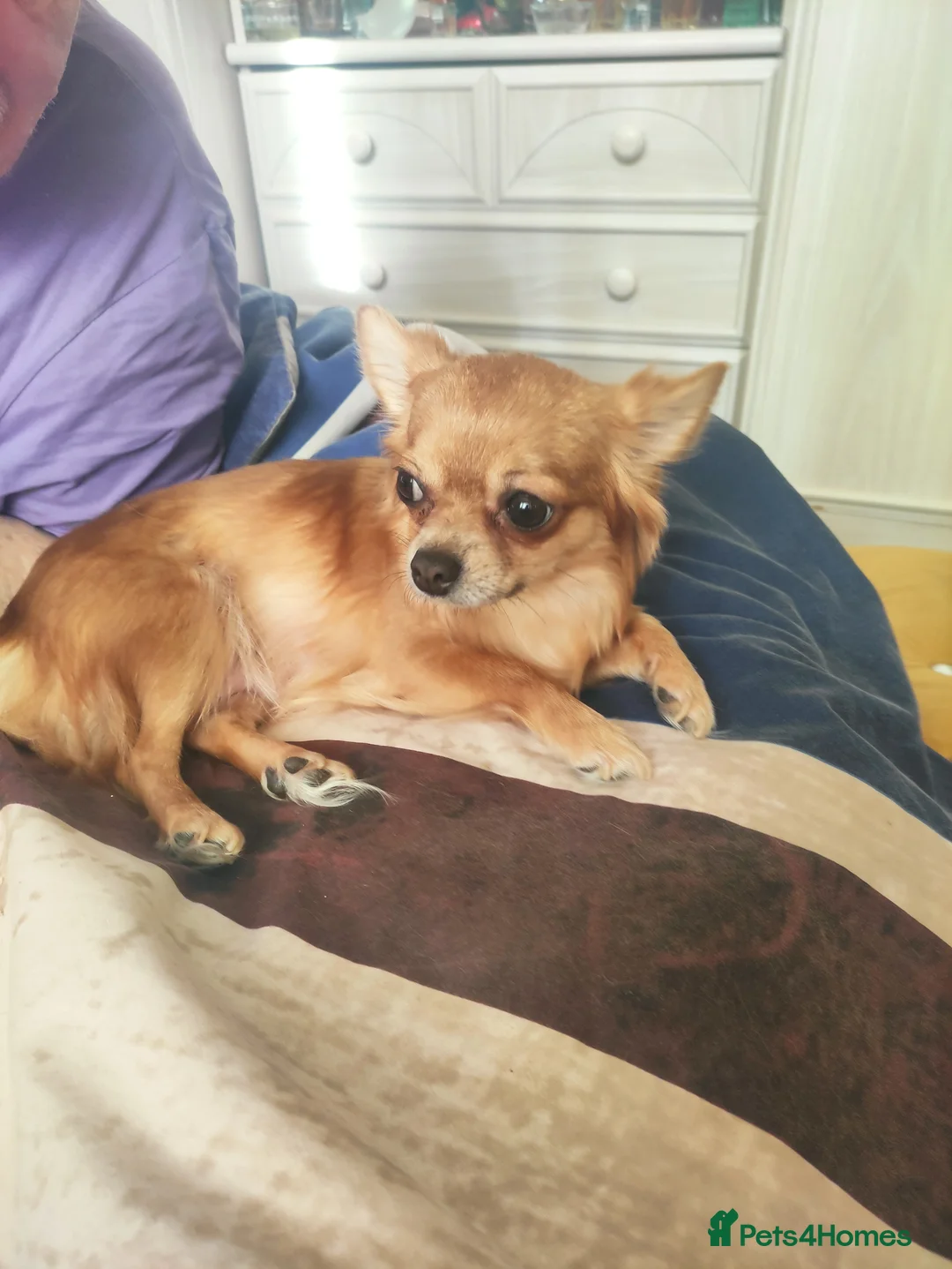 Chihuahua dogs for sale: Apple head chihuhua  - Advert 1