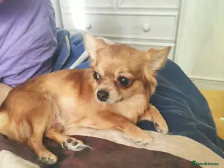 Chihuahua dogs Apple head chihuhua - Advert 1